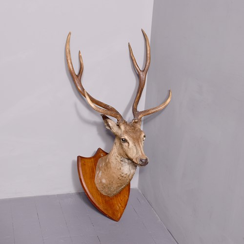 Mounted Indian Axis Deer Head