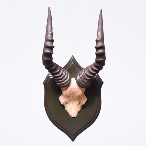 Rare Haartebeest Mounted Skull And Horns On An Ebonized Shield By Roland Ward