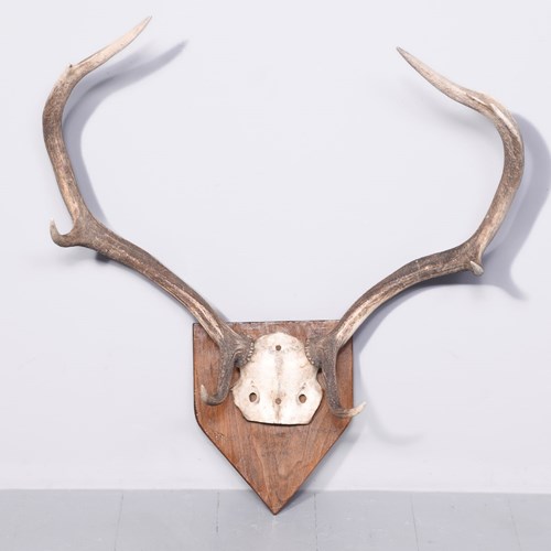 Set Of 6 Point Mounted Red Deer Antlers With On A Heraldic Oak Shield