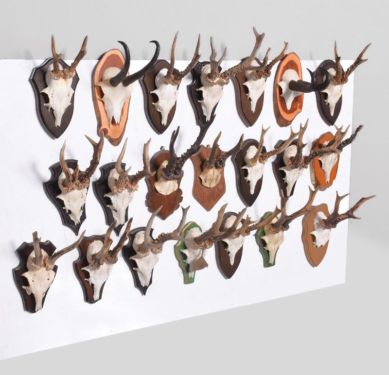 21 Various Mounted Horns-georgian-antiques-gan-7167-main-638229597089659780.jpg