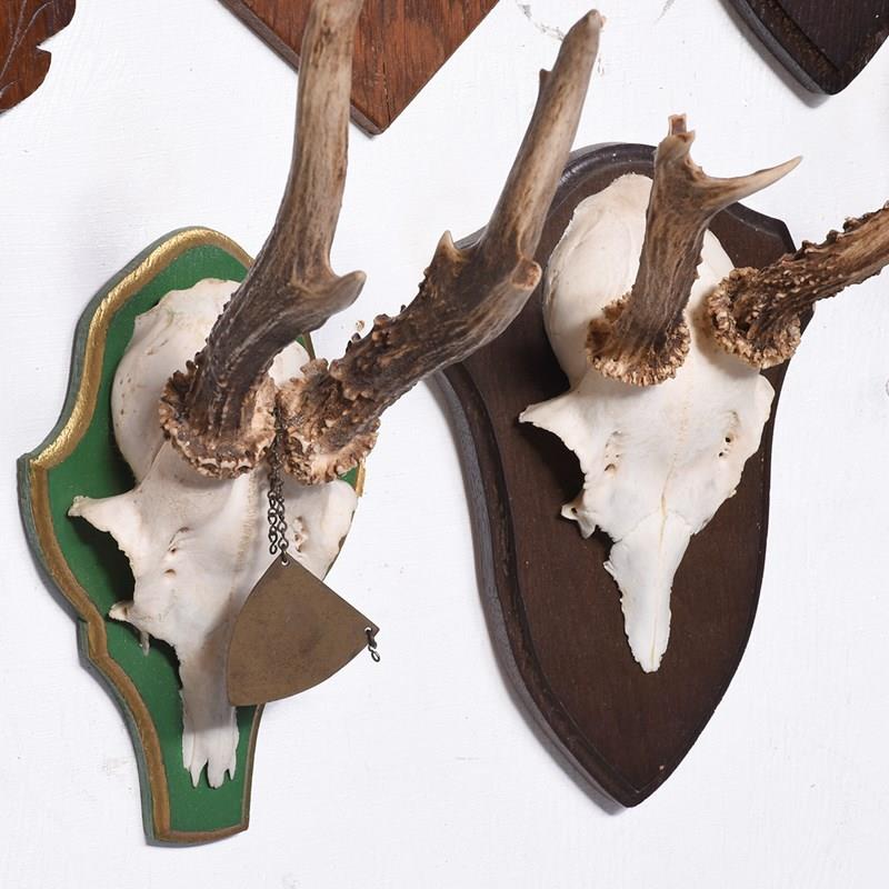 21 Various Mounted Horns-georgian-antiques-gan-7169-main-638229597158721094.jpg