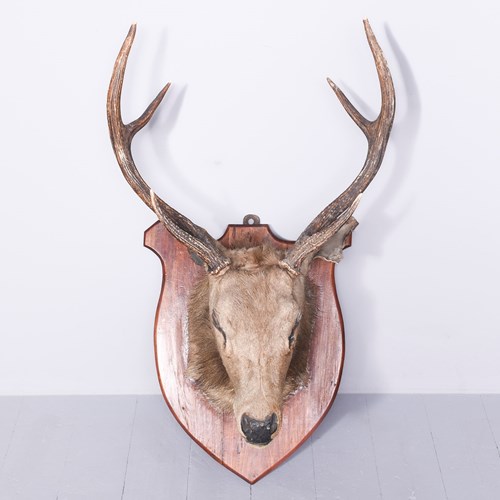 Large Taxidermy Red Deer Stag Head With 6-Point Antlers