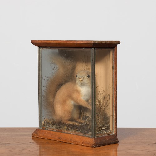 Taxidermy Of A Red Squirrel In A Rustic Case