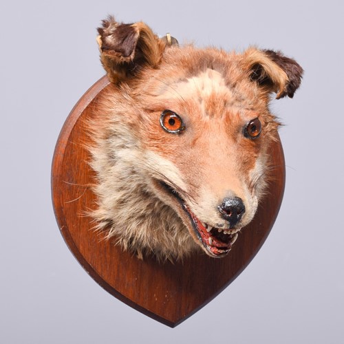 Mounted Fox Head (5)