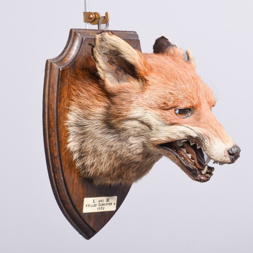 Mounted Fox Head (2)