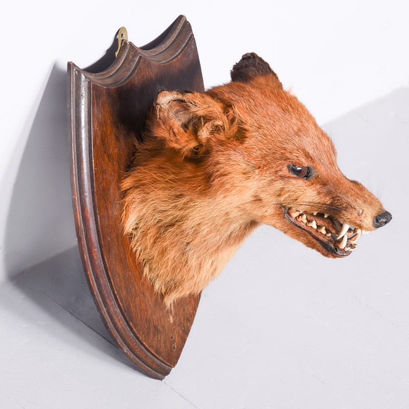 Mounted Fox Head (3)-georgian-antiques-gan-7515-main-638019501480091627.jpg