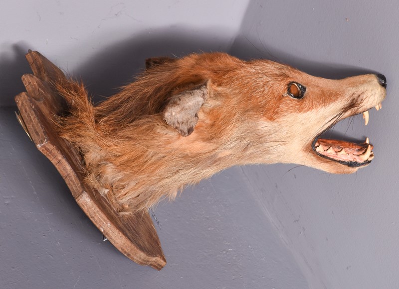 Mounted Fox Head (4)-georgian-antiques-gan-7520-main-638019505552218980.jpg