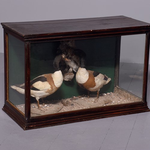 Victorian Taxidermy Of Two Ducks And An Owl  In A Wooden Showcase 
