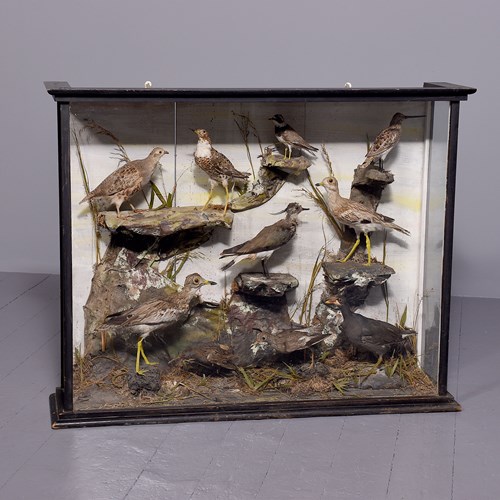 Large Victorian 9 Bird Taxidermy In An Ebonized Wooden Case