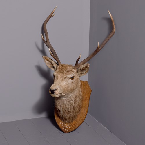 Scottish Red Deer Stag Taxidermy Head With 9-Point Antlers Mounted On An Oak Her