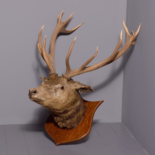 Massive Scottish Red Deer Stag Taxidermy Head With 12-Point Antlers