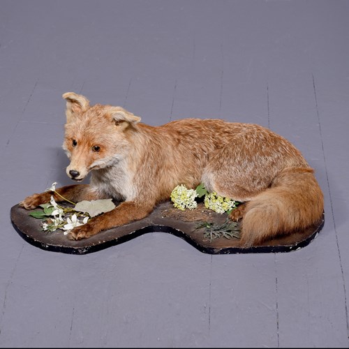 Taxidermy Full Size Fox (Vulpes Vulpes) In A Curled Recumbent Position
