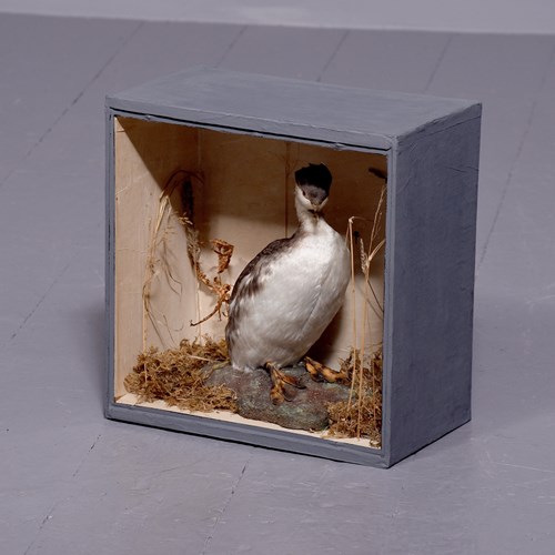 Victorian Taxidermy Of A Single Sea Bird Sitting On A Naturalistic Plinth