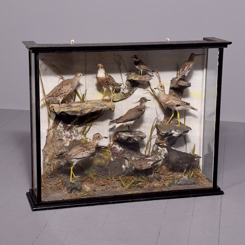 Large Victorian 9 Woodland Birds’ Taxidermy In An Ebonized Wooden Case