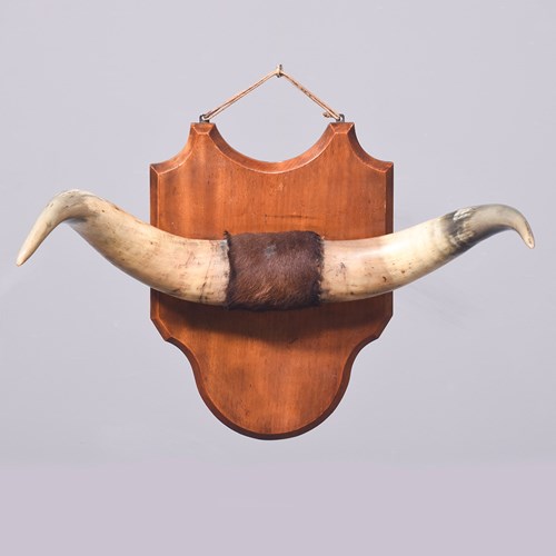 Mounted Large Cow Horns With Central Hide Decoration On A Shaped Mahogany Shield
