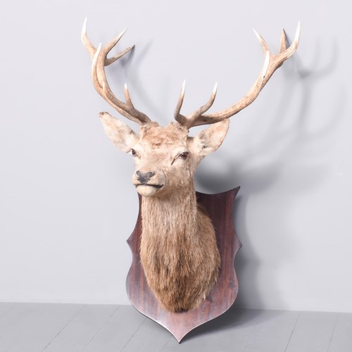 A Royal, Mounted Dear Head