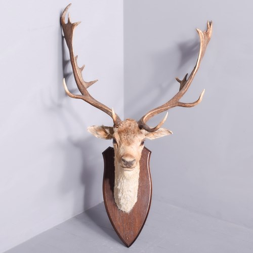 Taxidermy Head Of A Fallow Deer With Large, Shaped Horns Mounted On An Oak Shiel