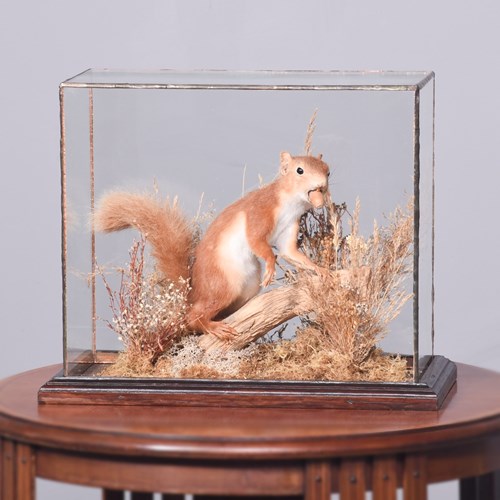 Rare Taxidermy Red Squirrel In A Woodland Setting