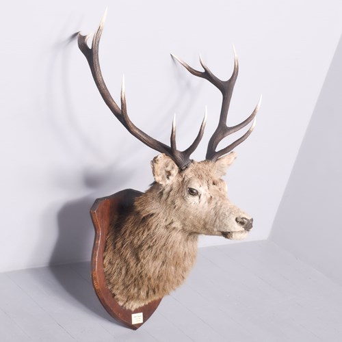 Royal Mounted Deer Head On Shaped An Oak Shield