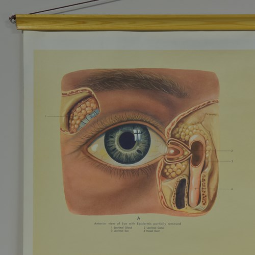 Vintage Human Eye Poster