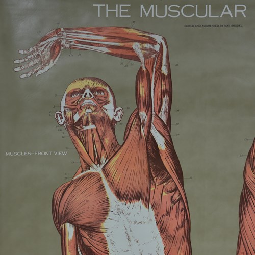 Vintage Muscular System Poster