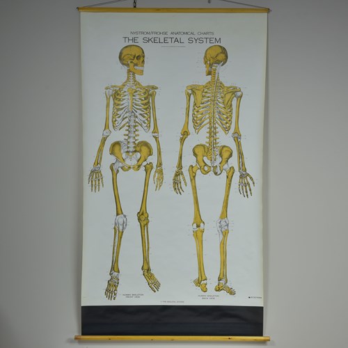 Vintage Skeletal System Poster