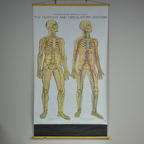 Vintage Nervous & Circulatory Systems Poster