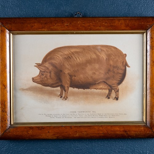 'Prize Tamworth Pig' Engraving. Melton Constable, Norfolk. Early 20Thc.