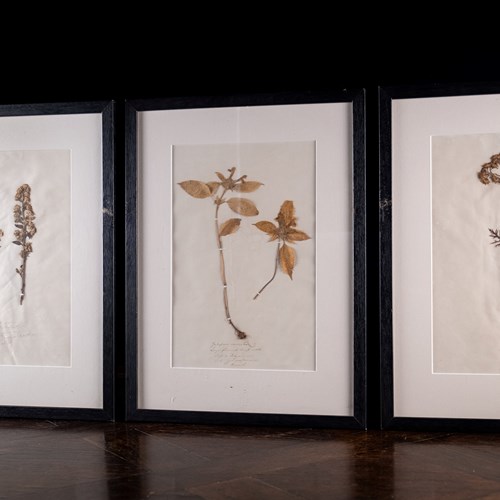 Set Of Three Botanical Specimens, 19Th Century