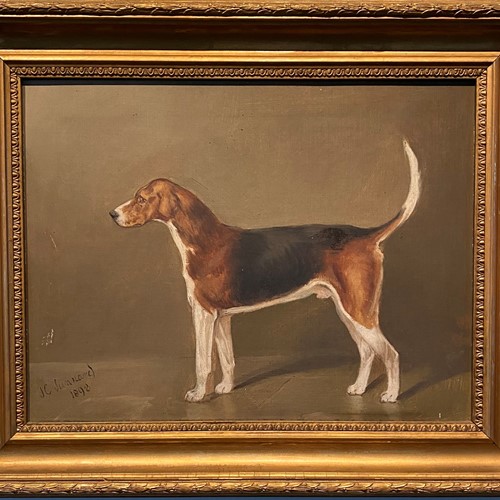 A Portrait of a Foxhound