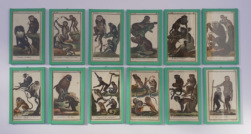 12 hand coloured monkey prints -inglis-hall-antiques-20211011-101202-main-637695773780636682-1.jpg
