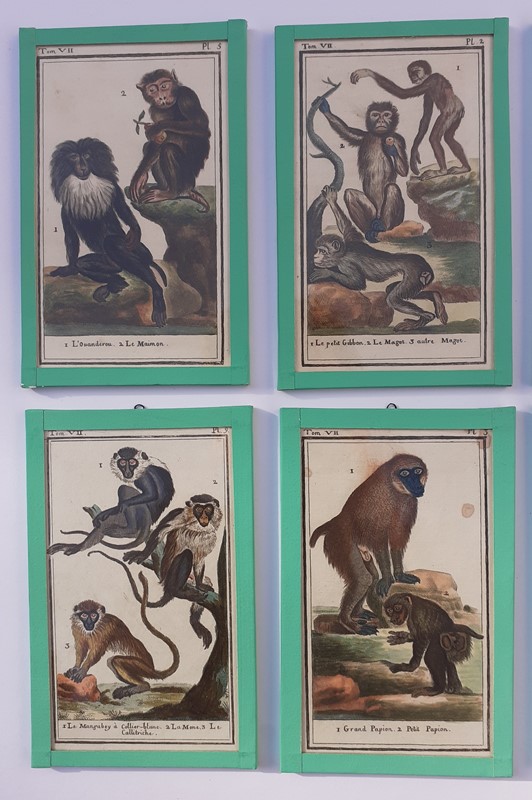12 hand coloured monkey prints -inglis-hall-antiques-20211011-101225-main-637695773719699482-1.jpg