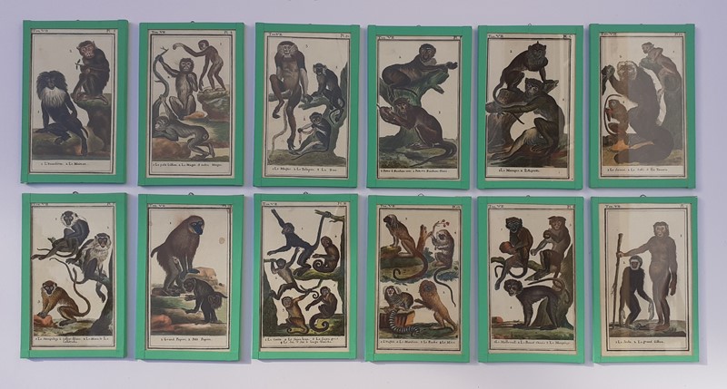 12 hand coloured monkey prints -inglis-hall-antiques-20211011-101309-main-637695773612356357-1.jpg