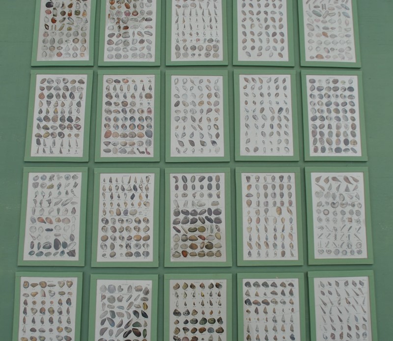 20 hand coloured prints of shells c1840 -inglis-hall-antiques-DSC_0156-main-636765846728216060.JPG