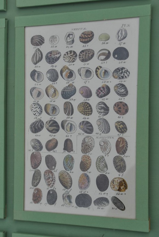 20 hand coloured prints of shells c1840 -inglis-hall-antiques-DSC_0158-main-636765846743345974.JPG