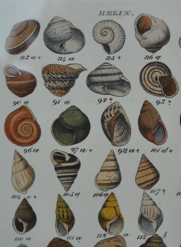 20 hand coloured prints of shells c1840 -inglis-hall-antiques-DSC_0159-main-636765846751425903.JPG