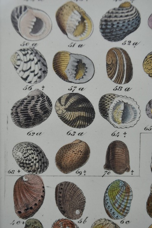 20 hand coloured prints of shells c1840 -inglis-hall-antiques-DSC_0162-main-636765846771493094.JPG