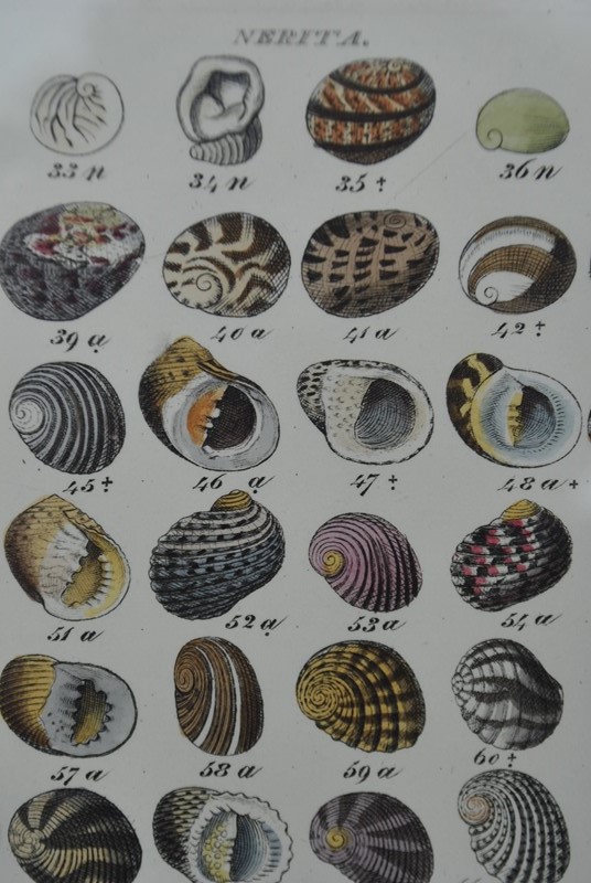 20 hand coloured prints of shells c1840 -inglis-hall-antiques-DSC_0163-main-636765846779462032.JPG