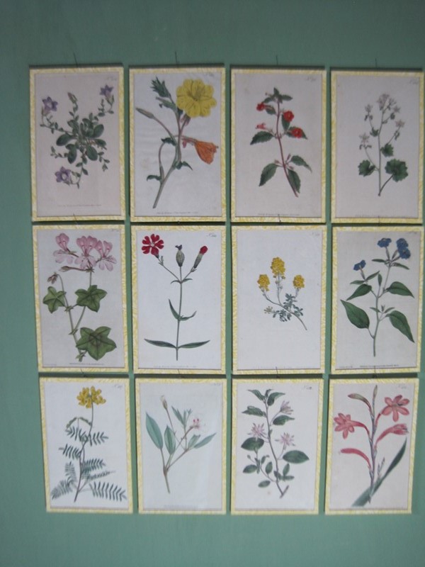 12  Hand coloured 18ct Flower prints-inglis-hall-antiques-img-1175-main-637425154082347980.JPG