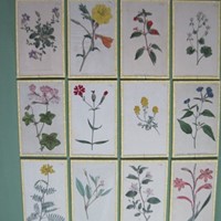 12  Hand coloured 18ct Flower prints