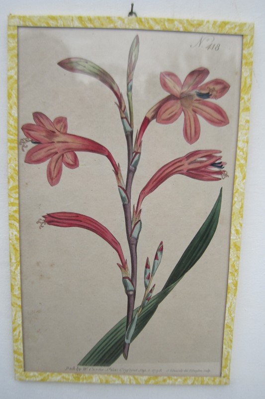 12  Hand coloured 18ct Flower prints-inglis-hall-antiques-img-1177-main-637425155458592615.JPG