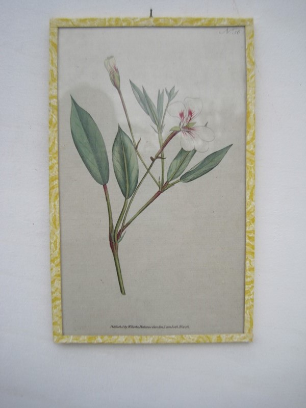 12  Hand coloured 18ct Flower prints-inglis-hall-antiques-img-1179-main-637425155487342060.JPG