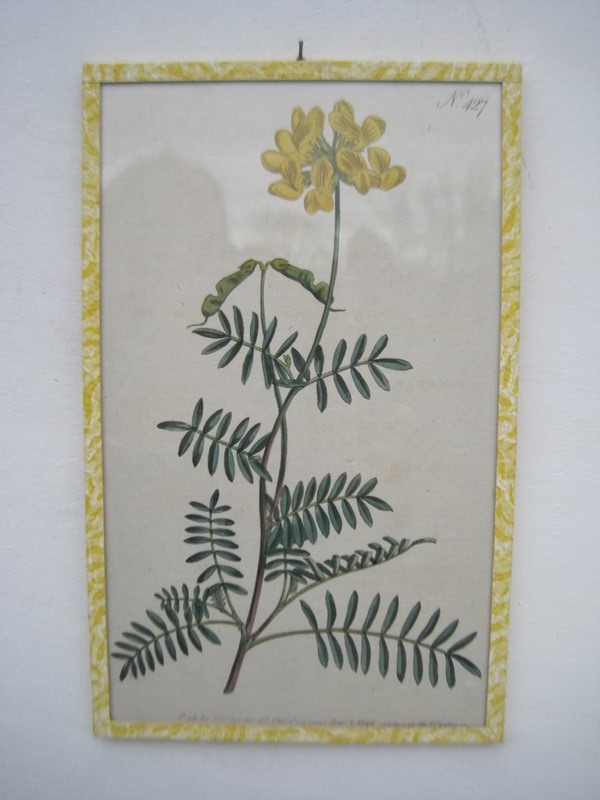 12  Hand coloured 18ct Flower prints-inglis-hall-antiques-img-1180-main-637425155502029518.JPG