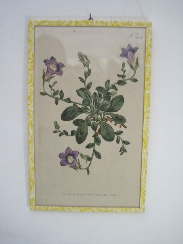 12  Hand coloured 18ct Flower prints-inglis-hall-antiques-img-1181-main-637425156893742142.JPG
