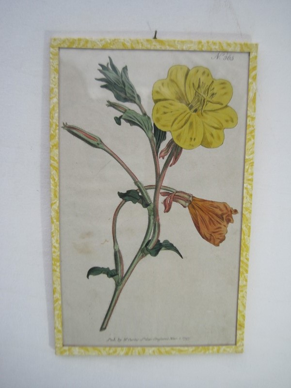 12  Hand coloured 18ct Flower prints-inglis-hall-antiques-img-1182-main-637425156909210877.JPG