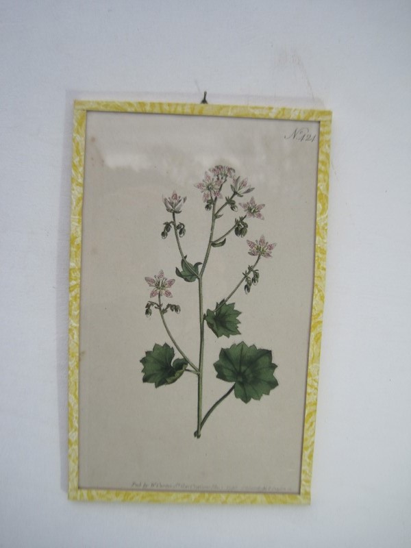 12  Hand coloured 18ct Flower prints-inglis-hall-antiques-img-1183-main-637425156926867110.JPG