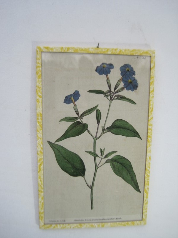 12  Hand coloured 18ct Flower prints-inglis-hall-antiques-img-1184-main-637425156942492141.JPG