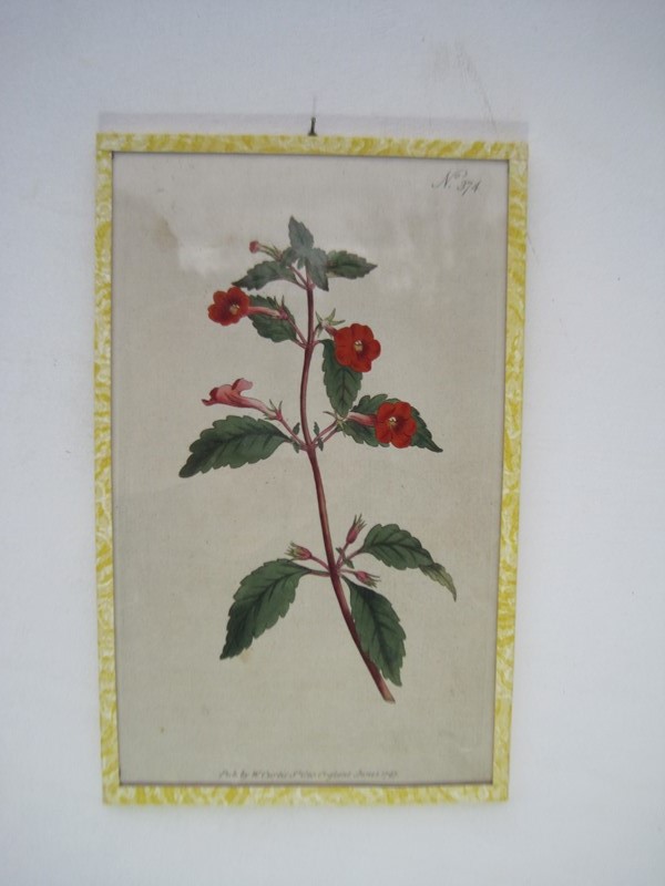 12  Hand coloured 18ct Flower prints-inglis-hall-antiques-img-1186-main-637425157572334422.JPG