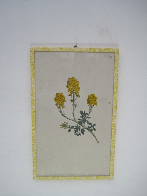 12  Hand coloured 18ct Flower prints-inglis-hall-antiques-img-1187-main-637425157588583982.JPG