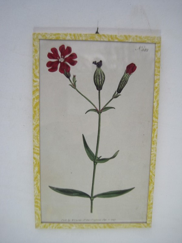12  Hand coloured 18ct Flower prints-inglis-hall-antiques-img-1188-main-637425157603427641.JPG